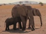 Sauvetage d'un éléphanteau
