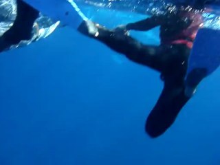Nadar con una ballena jorobada y delfines en Rangiroa, Polinesia Francesa