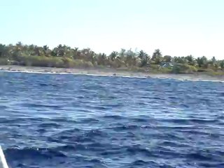 Rencontre d’une baleine à bosse et de dauphins à Rangiroa