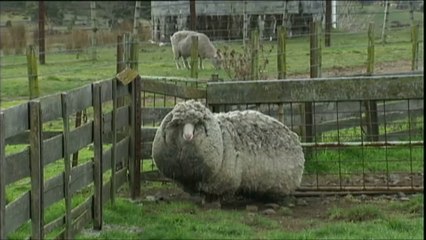 Shaun, le mouton le plus laineux du monde ?
