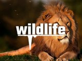 Wildlife Animals  Jungle trip Background Music  Royalty Free music