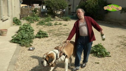 Les chiens d’ivrognes - Groland Le Zapoï du 15/09 - CANAL+