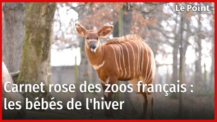 Rhône. Carnet rose au parc de la Tête d'Or: le zoo annonce la naissance de  4 bébés loutres