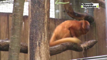 Vols de singes rares en Loir-et-Cher : des animaux destinés au trafic 