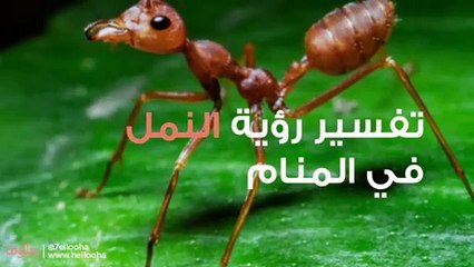 النمل في المنام وتفسير رؤية النمل في الحلم