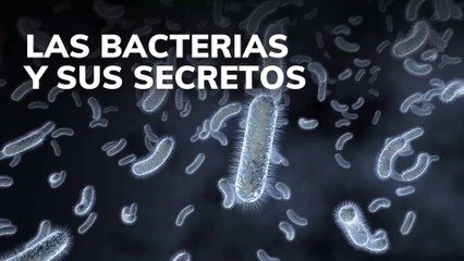 Descubre los secretos de las bacterias