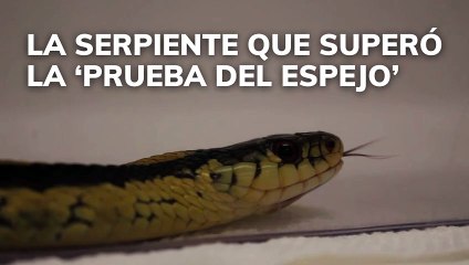 La serpiente que superó la 'prueba del espejo'