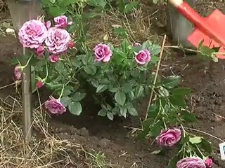 comment planter 1 rosier